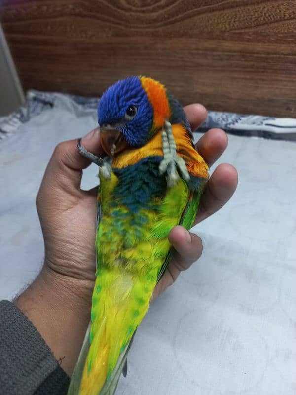 Red collar lory and sun conure pair 6