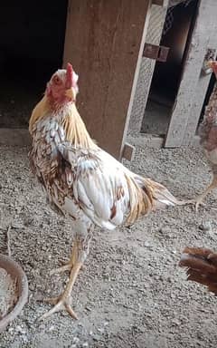 Aseel Murga Real Breeder