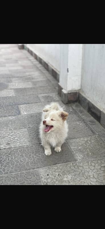 Russian puppies coloured eyes 0