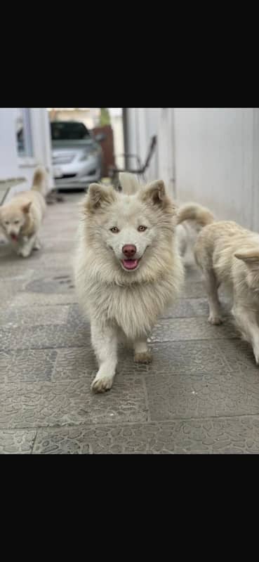 Russian puppies coloured eyes 4