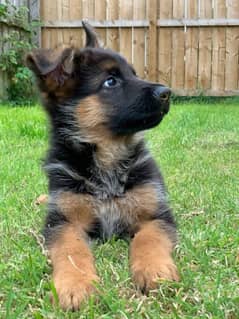 Top quality  German Shepherd puppy  for sale WhatsApp 03287625932