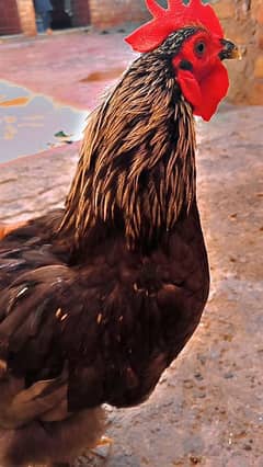 bantam male