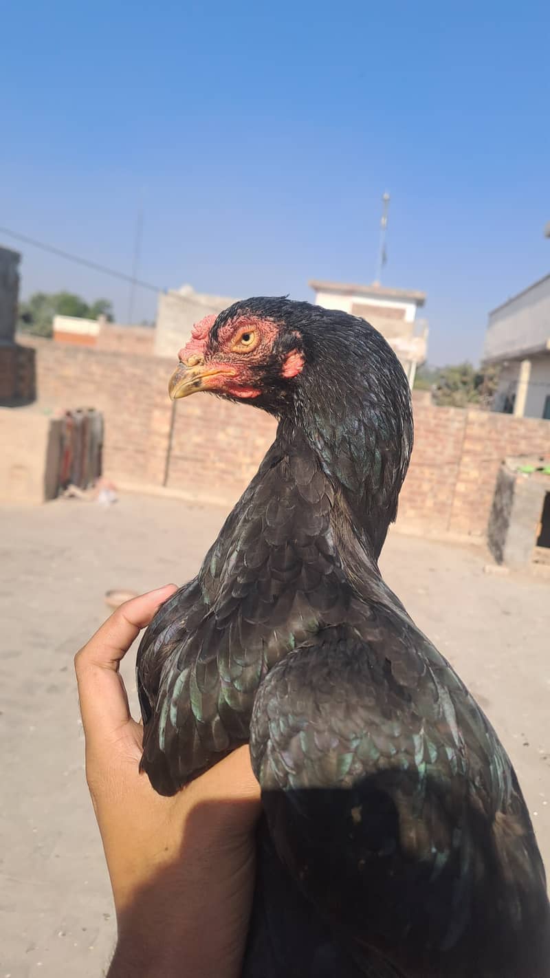 ASEEL BREEDER  HEN 0