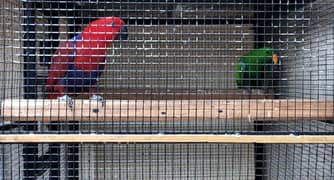 Guaranteed breeder pair of eclectus parrot for sale with history