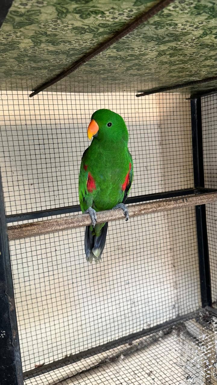 Guaranteed breeder pair of eclectus parrot for sale with history 1