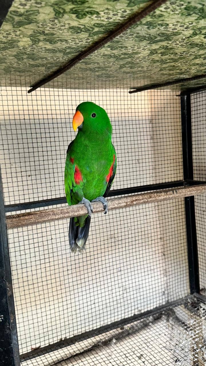 Guaranteed breeder pair of eclectus parrot for sale with history 2