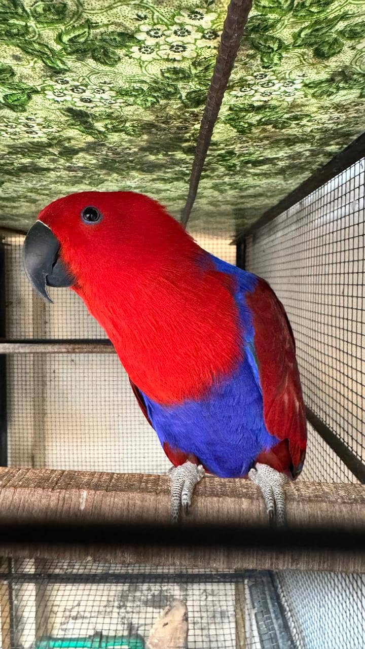 Guaranteed breeder pair of eclectus parrot for sale with history 3