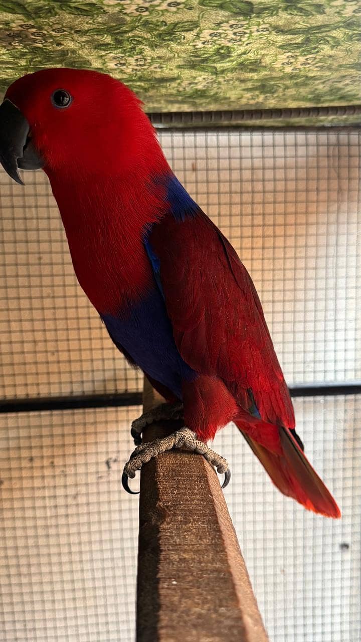 Guaranteed breeder pair of eclectus parrot for sale with history 5