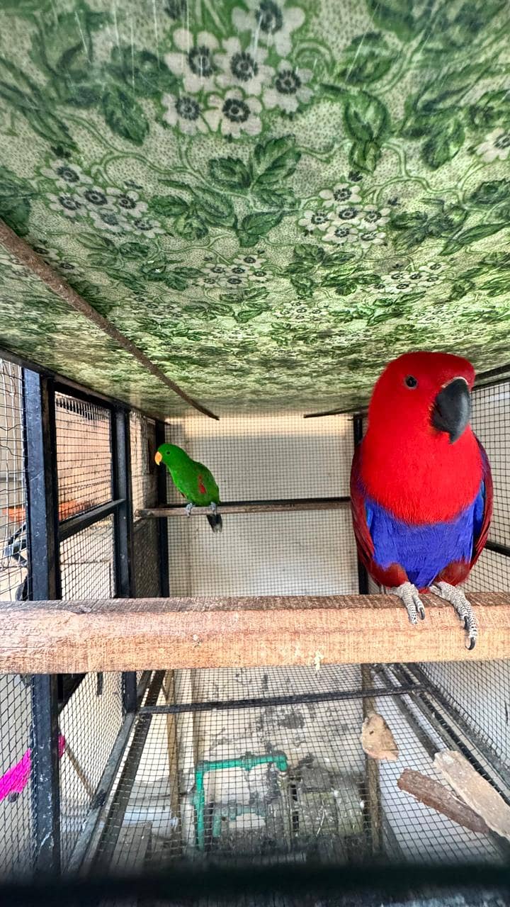 Guaranteed breeder pair of eclectus parrot for sale with history 6