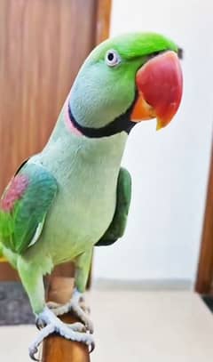 Raw Parrott for urgent sale 12 month Age My WhatsApp 0309/7996174