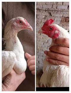 Aseel |aseel murgha |paper white heera aseel |China aseel eggs| chicks