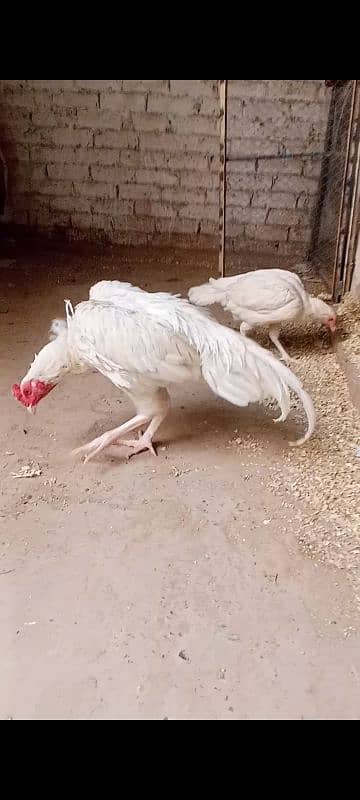 Aseel |aseel murgha |paper white heera aseel |China aseel eggs| chicks 4