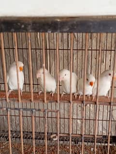 lovebird for sale in kasur