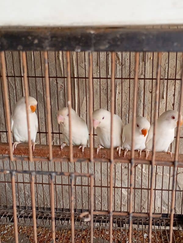 lovebird for sale in kasur 3