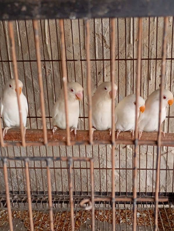 lovebird for sale in kasur 4