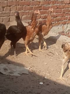 shamo Kathy pathiya all for sale