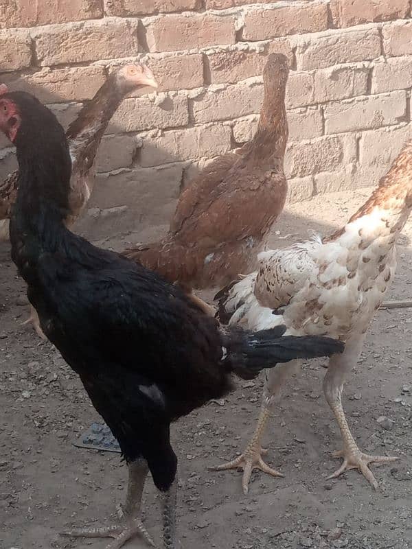 shamo Kathy pathiya all for sale 2