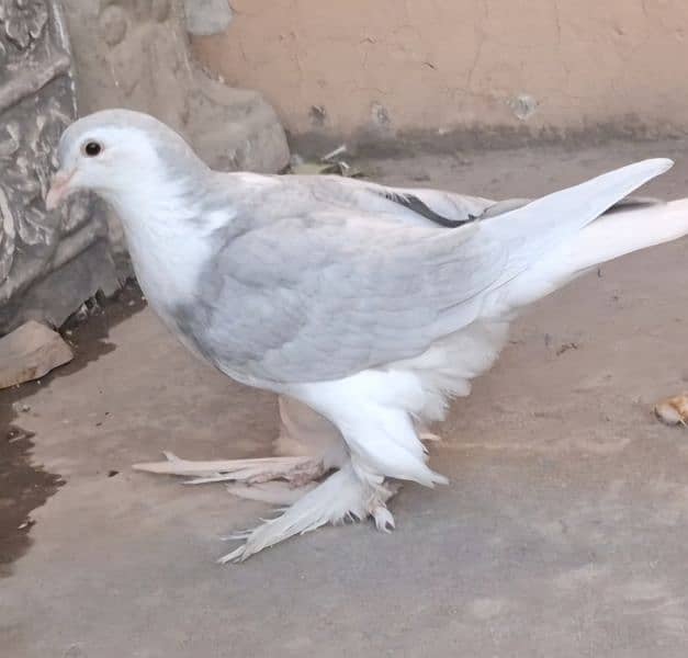 Silver Lahori Sheerazi Patha for sale 0