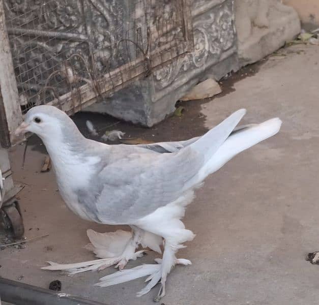 Silver Lahori Sheerazi Patha for sale 2