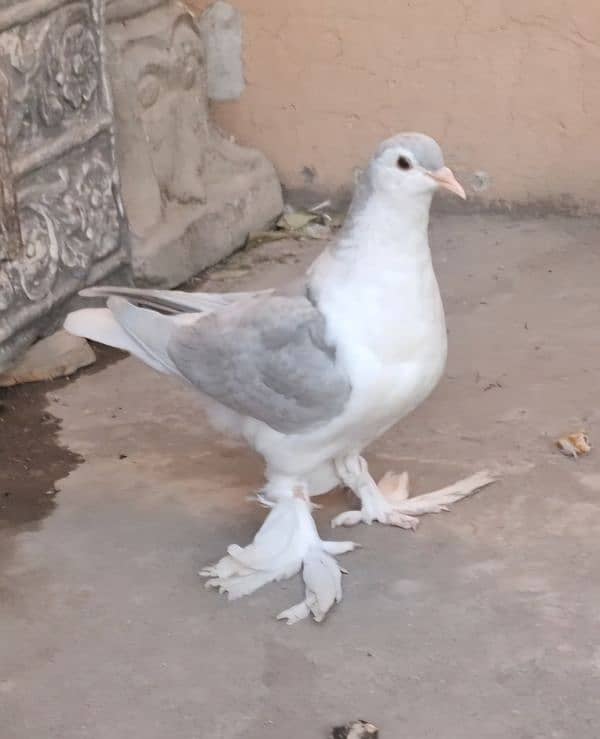 Silver Lahori Sheerazi Patha for sale 3