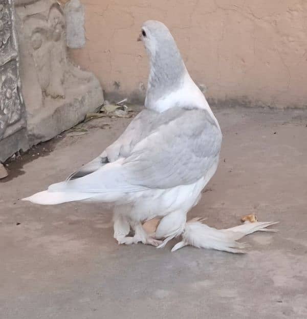 Silver Lahori Sheerazi Patha for sale 4