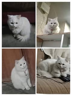 Persian white cat