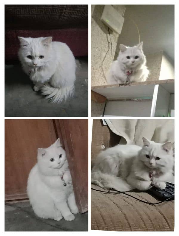 Persian white cat 0