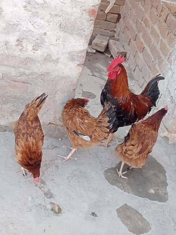 Golden misri murgiya for sell egg laying 0