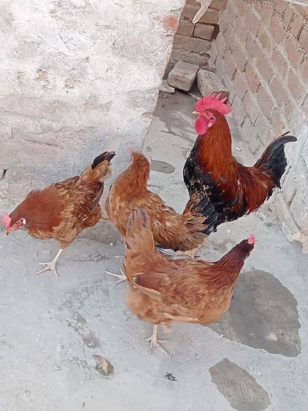 Golden misri murgiya for sell egg laying 1