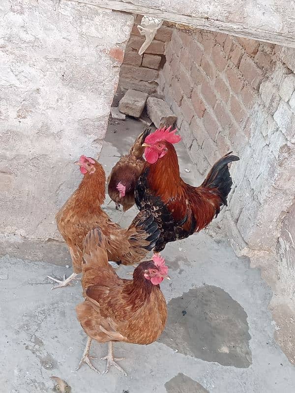 Golden misri murgiya for sell egg laying 2