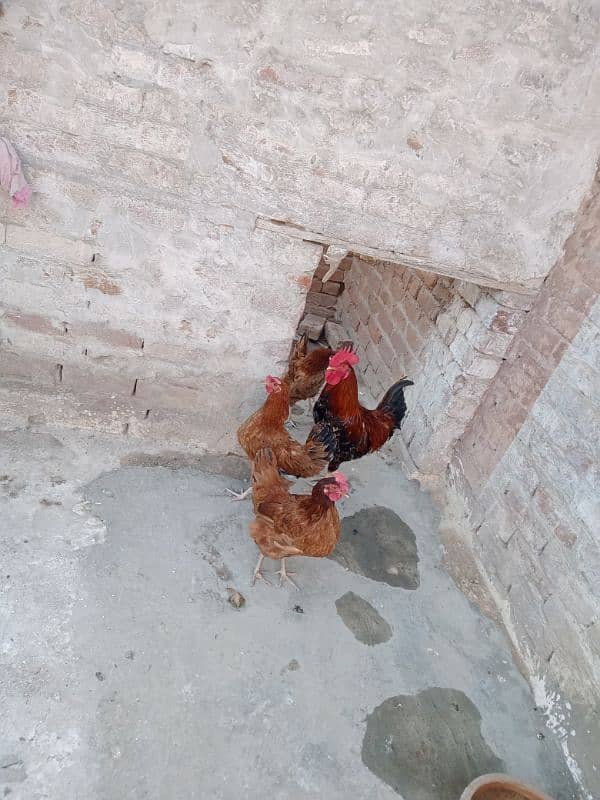 Golden misri murgiya for sell egg laying 3