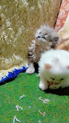 parchian cute and expensive breed kittens looking for a new home