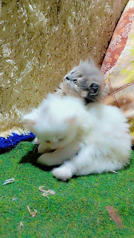 parchian cute and expensive breed kittens looking for a new home 1