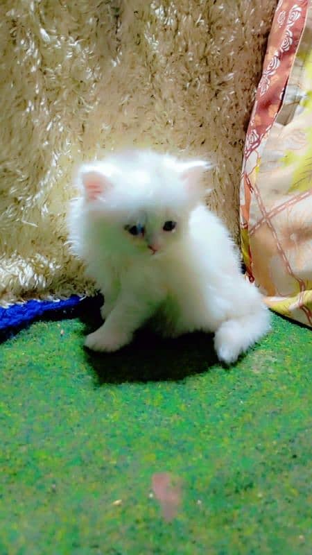 parchian cute and expensive breed kittens looking for a new home 3