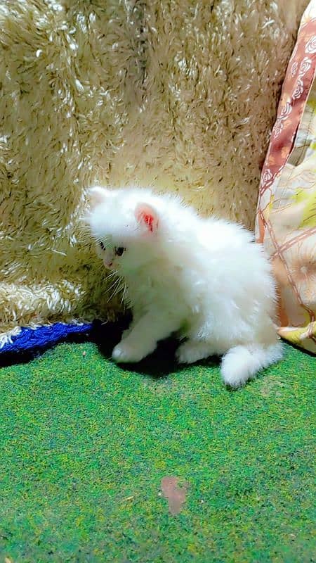 parchian cute and expensive breed kittens looking for a new home 4