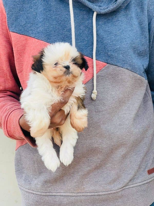 Shihtzu Puppies Males an female each 52k 1