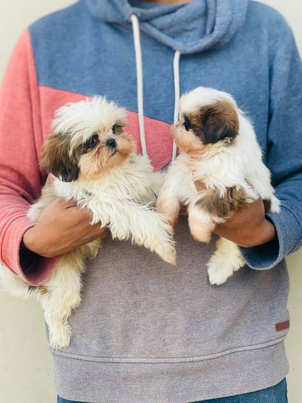 Shihtzu Puppies Males an female each 52k 5