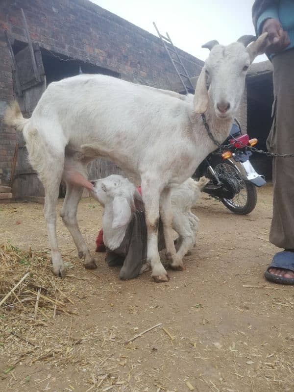 goats for sale 3