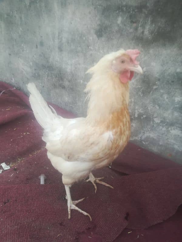 desi hen egg laying 0