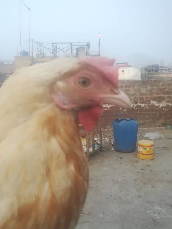 desi hen egg laying 2