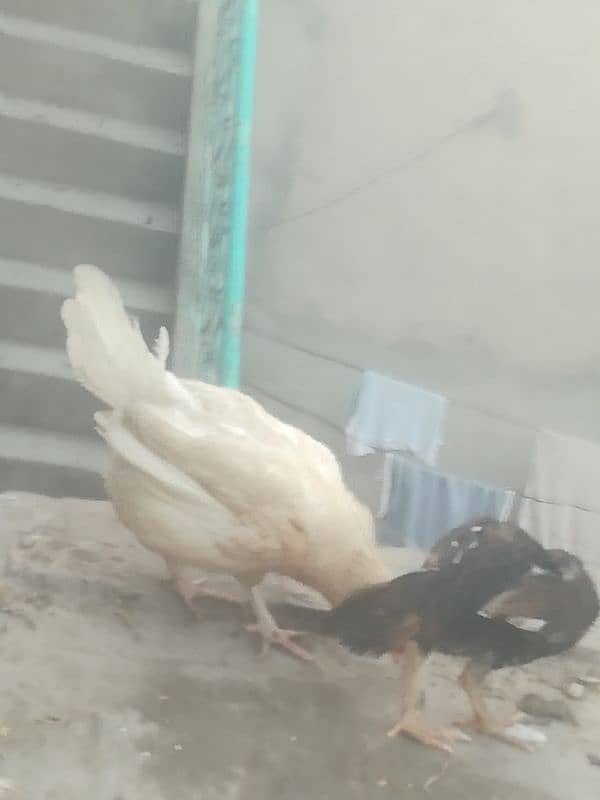 desi hen egg laying 3