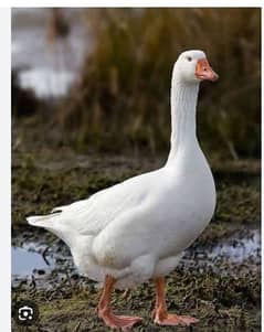 long neck ducks