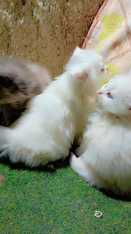 Pure parchian cute and expensive breed kittens looking for a new home 6