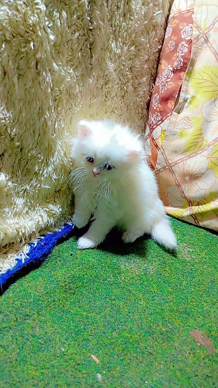 Pure parchian cute and expensive breed kittens looking for a new home 9