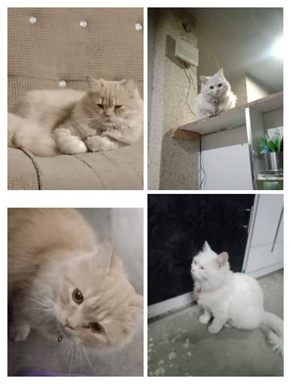 White female Persian cat and brown doll face male cat 0