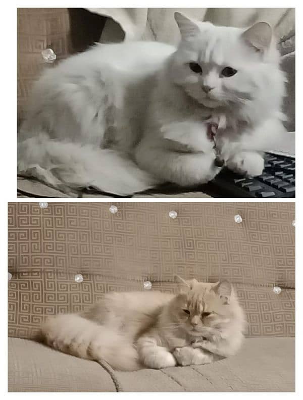 White female Persian cat and brown doll face male cat 1