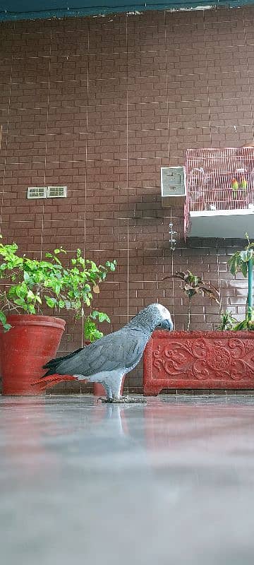 African Gray Parrot 0