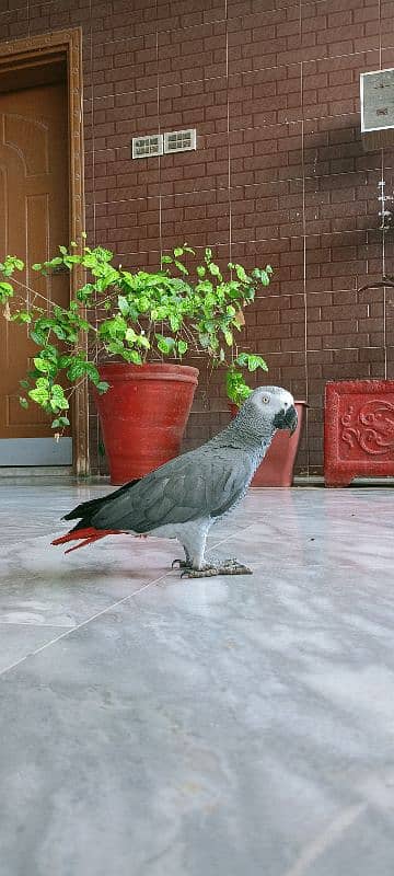 African Gray Parrot 1