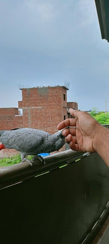 African Gray Parrot 2