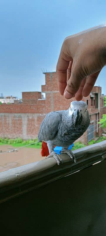 African Gray Parrot 3